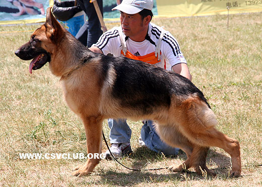 VV4 7009 Dieb von WeiSheng，公，2008-08-22，CJZ1730，CSZ83897，犬主：纪增武
