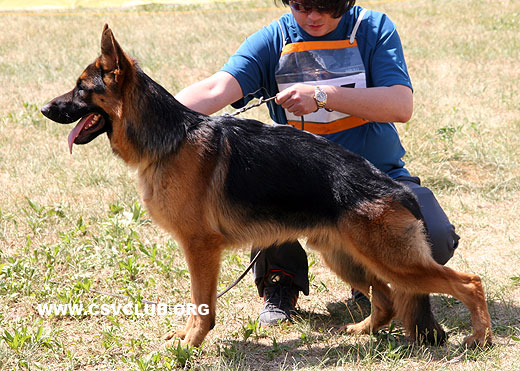 VV5 7007 Banto von Willing，公，2008-07-06，CAZ6551，CSZ83500，犬主：张继中