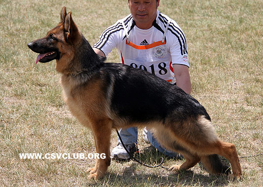 VV1 8018 Belly von P&D，母，2008-07-05，CDZ0148，CSZ81251，犬主：顾宏伟