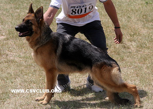 VV2 8019 Bleia von P&D，母，2008-07-05，CDZ0150，CSZ81253，犬主：顾宏伟