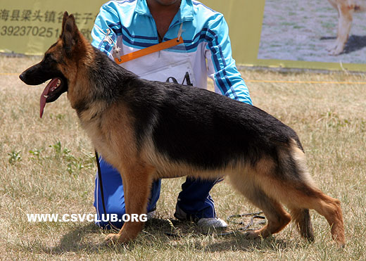 VV3 8004 Ansa von JunDe，母，2008-06-18，CCK1260，CSZ81036，犬主：马广彬