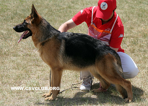 VV4 8016 Schiewa von ZhenDe，母，2008-07-15，CKZ6870，CSZ83600，犬主：樊永利