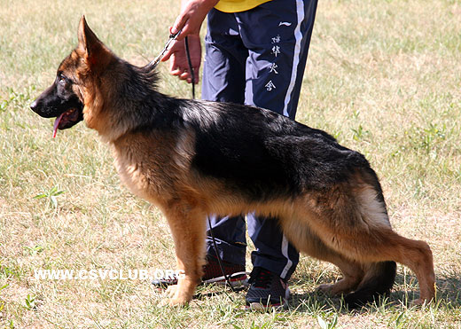 VV2 0010 Lecinda von JianHua，母，2008-11-04，CKZ3785，CSZ88283，犬主：赵勇(建华)