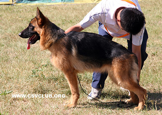 VV4 0006 Boney von Rhine，母，2008-10-15 ，CTZ8316，CSZ88480，犬主：王学东