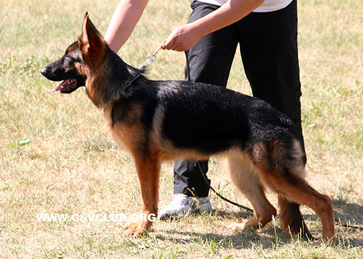 VV5 0007 Borka von GuangYou，母，2008-09-26，CTZ2087，CSZ87033，犬主：郑世珍