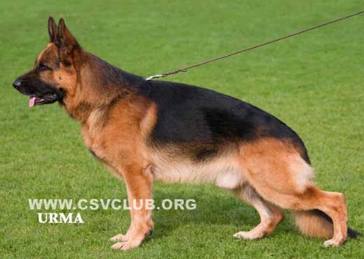 V1 1003 Odin vom Holtk?mper Hof，公，2003-11-18，E-F3989，CSZ8002122，犬主：底书信
