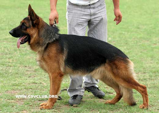V2 1027*Ballack von Bad-Boll，公，2007-04-03，N-P4921，CSZ8001992，犬主：牛福林