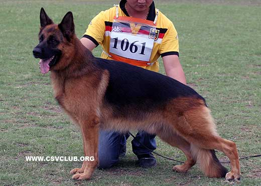 V3 1061*Rick vom Frankengold，公，2005-05-08，Z-A5334，CSZ8001466，犬主：樊永利