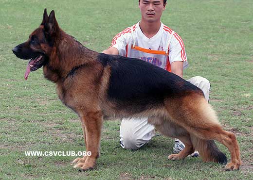 V4 1014*Iro vom Schlangen Weg，公，2002-12-20，D974，CSZ8001188，犬主：李昌利