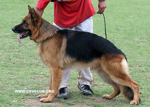 V5 1052* Vadim du Haut Mansard，公，2004-03-16，2DMA938，CSZ8002052，犬主：赵保顺