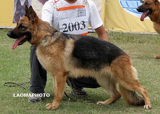 V3 2003* Samg von DiGuo，母，2007-04-19，CWN1428，CSZ48901，犬主：陈久华
