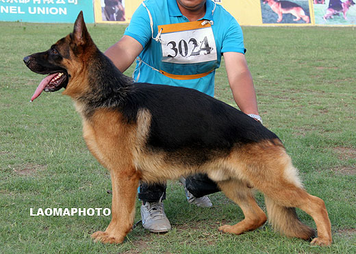 SG1 3024* Malin von WeiSheng，公，2007-09-07，CJS4769，CSZ60403，犬主：赵莹