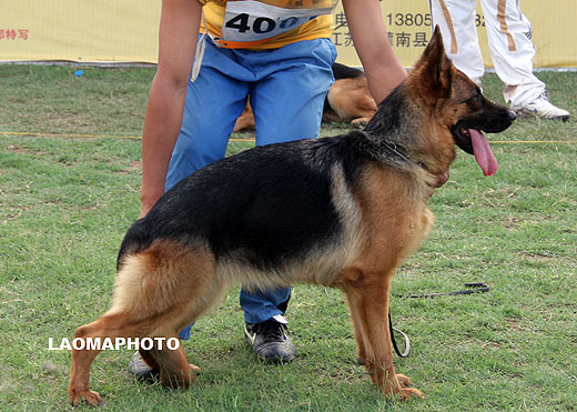 SG3 4001*Bacca von AnJin，母，2007-07-16，CWM1551，CSZ58936，犬主：陈彬