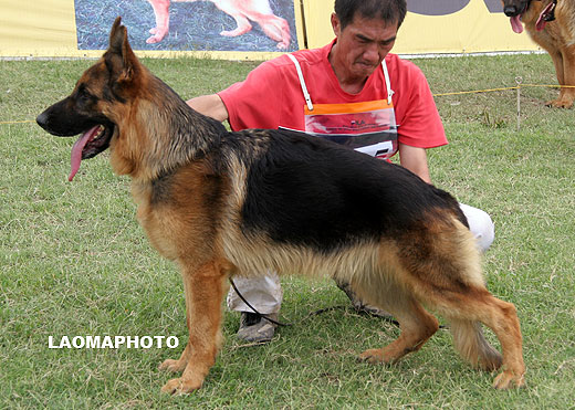 SG1 5025* Zante von JinRuiCheng，公，2008-01-26，CTS4223，CSZ72589，犬主：邵泽民