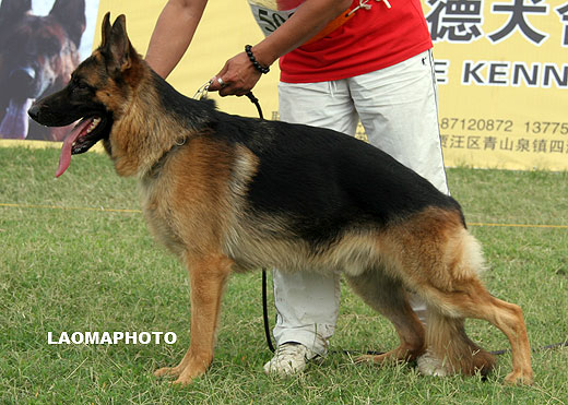 SG2 5020* Eige von JingXing，公，2008-03-06，CKA2368，CSZ66840，犬主：李经涛