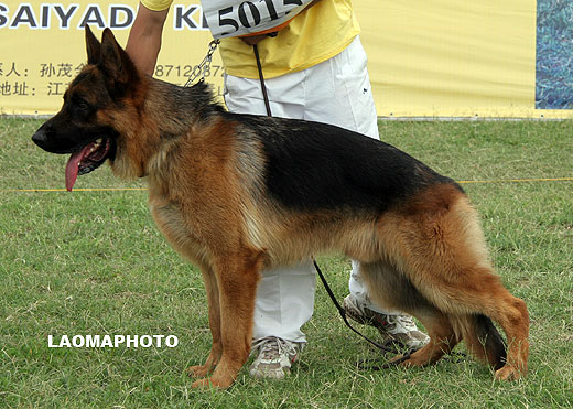 SG3 5015* Azuro von SaiKeEr，公，2008-03-14，CWF2170，CSZ74939，犬主：李成彬