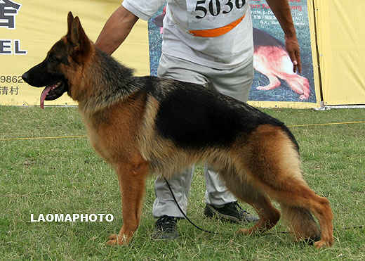 SG4 5036 Dasko von Sunrise Kennel，公，2008-02-25，HB938，CSZ8001945，犬主：徐威