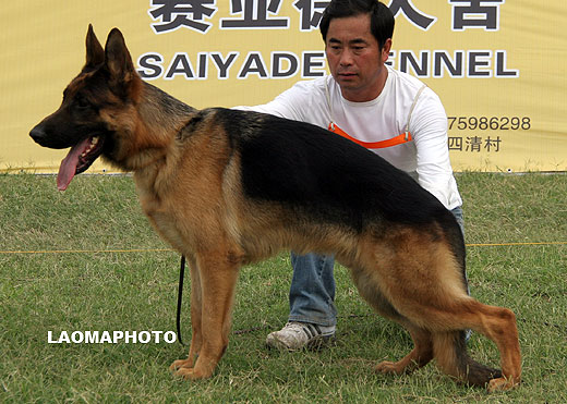 SG5 5041 Amir von Chen Chen，公，2008-04-18，CDS4031，CSZ75628，犬主：张华