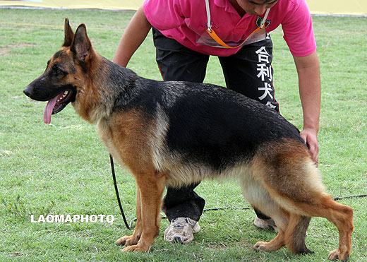 SG1 6090 Jani von XinYiDa，母，2008-03-28，CAA4904，CSZ82857，犬主：郑毅洁