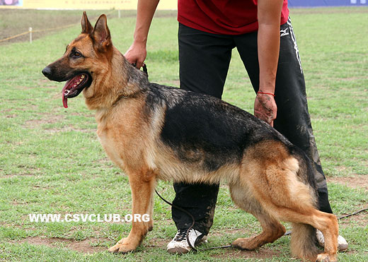 SG2 6019Calina von YiDa，母，2008-03-14，CHF5852，CSZ89724，犬主：侯立强