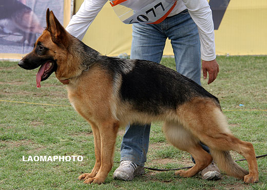 SG4 6077 Assi von Chen Chen，母，2008-04-18，CDS4032，CSZ75629，犬主：张华忠