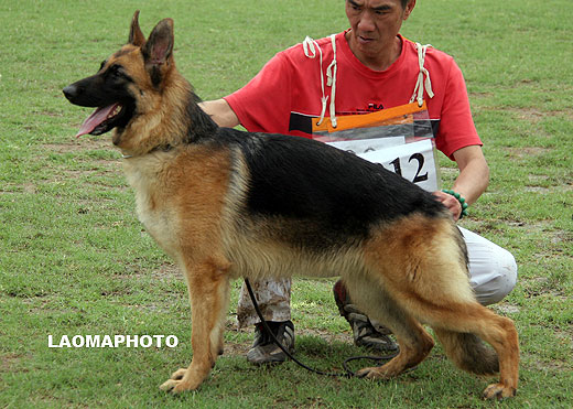 VV2 8012 Atlanta von DongSheng，母，2008-06-24，CCK1252，CSZ80906，犬主：李聪