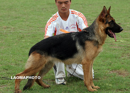 VV3 8011 Gilbe von SenLin，母，2008-08-05，CSZ4848，CSZ85161，犬主：李昌利