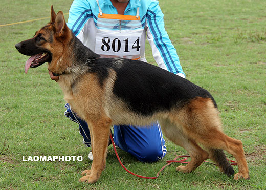 VV4 8014 Baya von TianJinJinDong，母，2008-09-18，CTZ2116，CSZ87057，犬主：刘新林