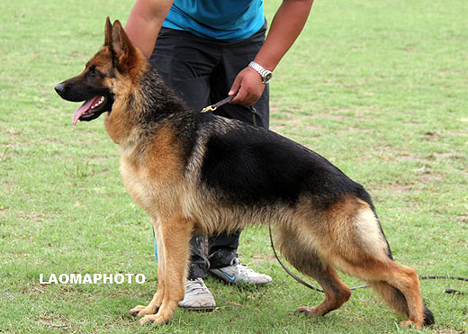 VV5 8017 Dissy von 8341，母，2008-06-25，CJS5685，CSZ83758，犬主：戚正军
