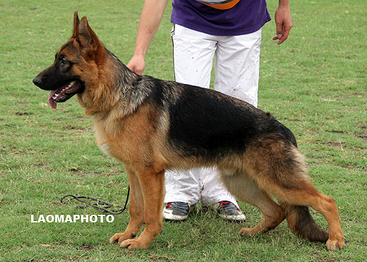 VV1 9016 Botz von JieChu，公，2008-11-25，CFW0135，CSZ90476，犬主：张明德