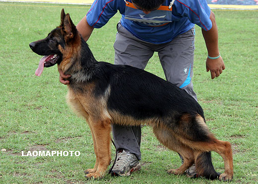 VV4 9008 Dorkas von JingPin，公，2008-12-03，CXZ3737，CSZ88343，犬主：牛福林