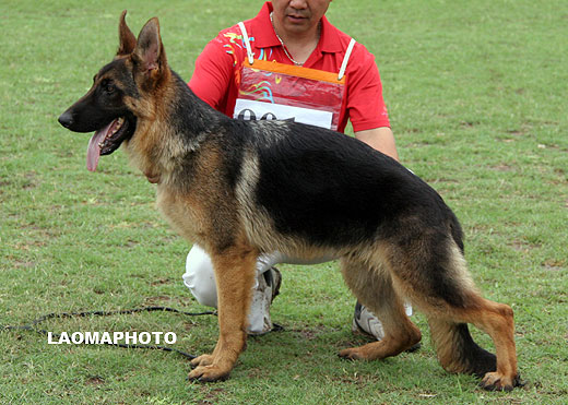 VV5 9015 Fraukeq von ZhongTian，公，2008-12-12，CFW0114，CSZ90458，犬主：张殿海