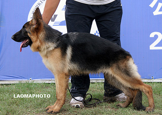 VV2 0007 Okal von YiDa，母，2008-12-15，CHZ6344，CSZ89925，犬主：蒋正波
