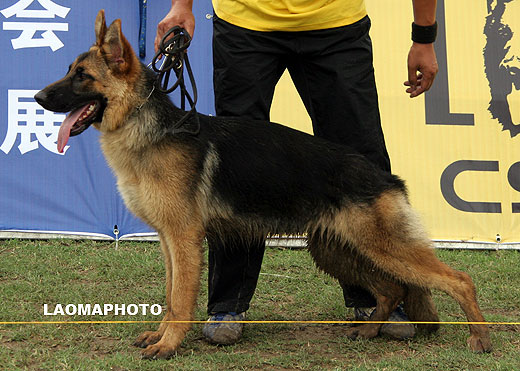 VV5 0001 Benga von SuYu，母，2008-10-12，CFZ2352，CSZ86528，犬主：陈小荣