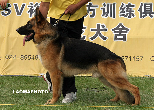 V4 1037* Iasar von TianYi，公，2007-01-11，CKS7178，CSZ40804，犬主：杨超