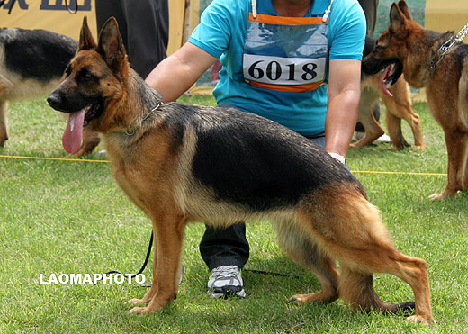 SG1 6018* Relli  von WeiSheng，母，2008-03-27，CJN5598，CSZ65517，犬主：纪增武
