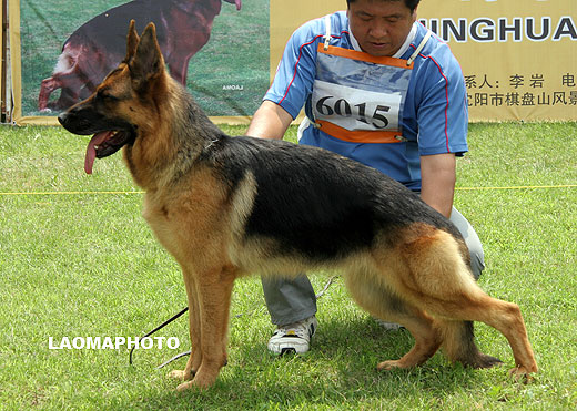 SG4 6015 Quelly von WeiSheng，母，2008-03-13，CJN5589，CSZ65478，犬主：纪增武