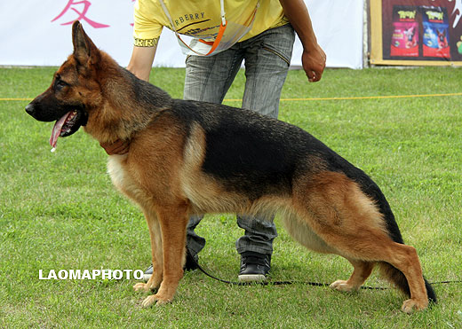 SG5 6023Dinga von ZhongLong，母，2008-06-18，CEA6207，CSZ80887，犬主：李凤滨