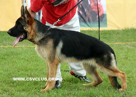 VV1 9018 Gendo von DeSaiLong，公，2008-11-01，CLZ9595，CSZ88426，犬主：郑锡春