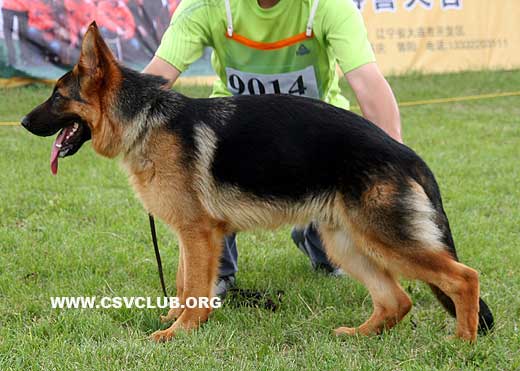 VV2 9014 Guy von SaErTu，公，2008-12-30，CEW8106，CSZ89639，犬主：闫喜谦