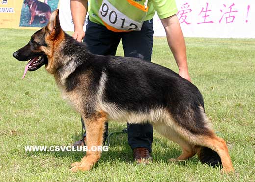 VV4 9012 Iassko von SaErTu，公，2008-11-26，CEW8115，CSZ89648，犬主：闫喜谦