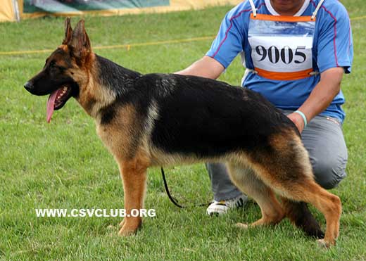 VV5 9005 Ettyq von JingHua，公，2008-12-28，CLW8036，CSZ89551，犬主：李岩