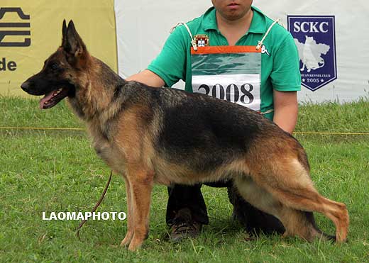 V5 2008* Nenza von ZhongLiang，母，2005-05-25，CEN1493，CSZ15485，犬主：李剑