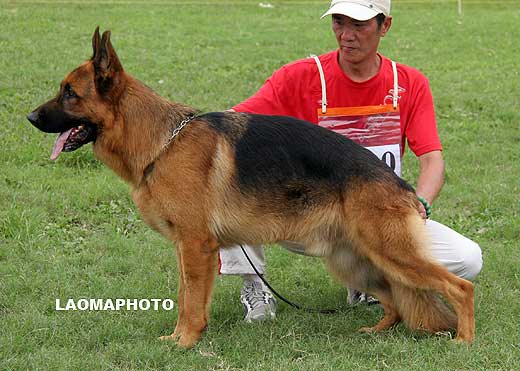 SG3 3010 Ad  von HaoYue，公，2008-01-24，CRN2629，CSZ70014，犬主：杨波(佳贝)
