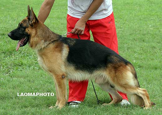 SG4 3002* Pares von HuShen，公，2007-09-16，CRS2490，CSZ60779，犬主：冯成