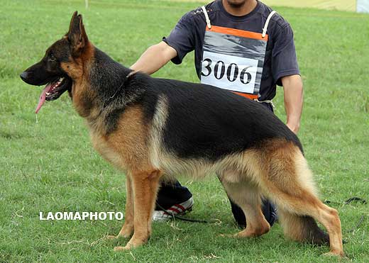 SG5 3006 Cacko von MaoYuan，公，2007-11-23，CRZ3962，CSZW89233，犬主：王伟