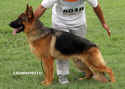 SG4 5018* Dasko von Sunrise Kennel，公，2008-02-25，HB938，CSZ8001945，犬主：徐威
