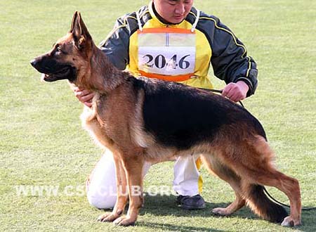 V3 2046 杜比 Djubi vom Valtenberg CSZ8001835 犬主：巨业亮