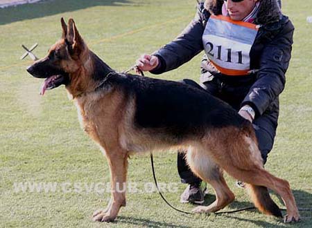 V4 2111 艾叮 Edin von TaiHe CSZ49196 犬主：王立民(泰和)