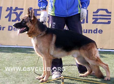 SG2 3036 艾格 Eige von JingXing CSZ66840 犬主：李经涛